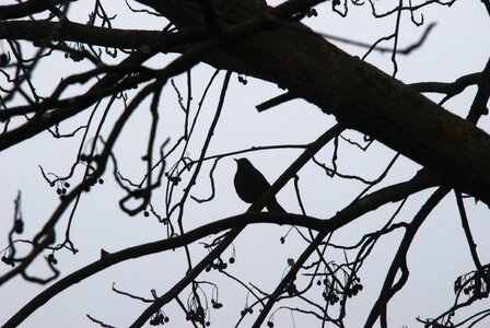 Blackbird branch black photo