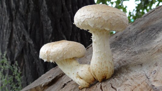 Mushrooms stump plant