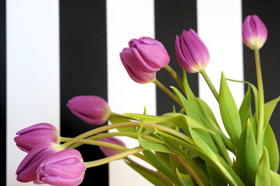 Spring tulpenbluete bouquet