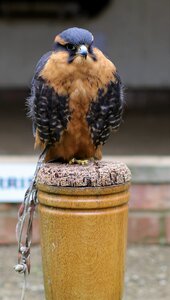 Bird prey hawk photo