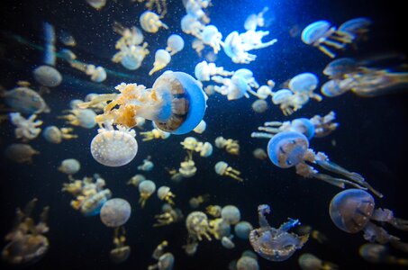 Underwater sea aquarium fishes photo