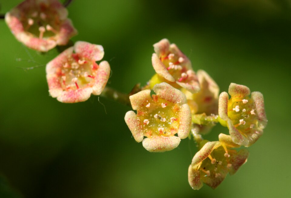Ribes blossom bloom
