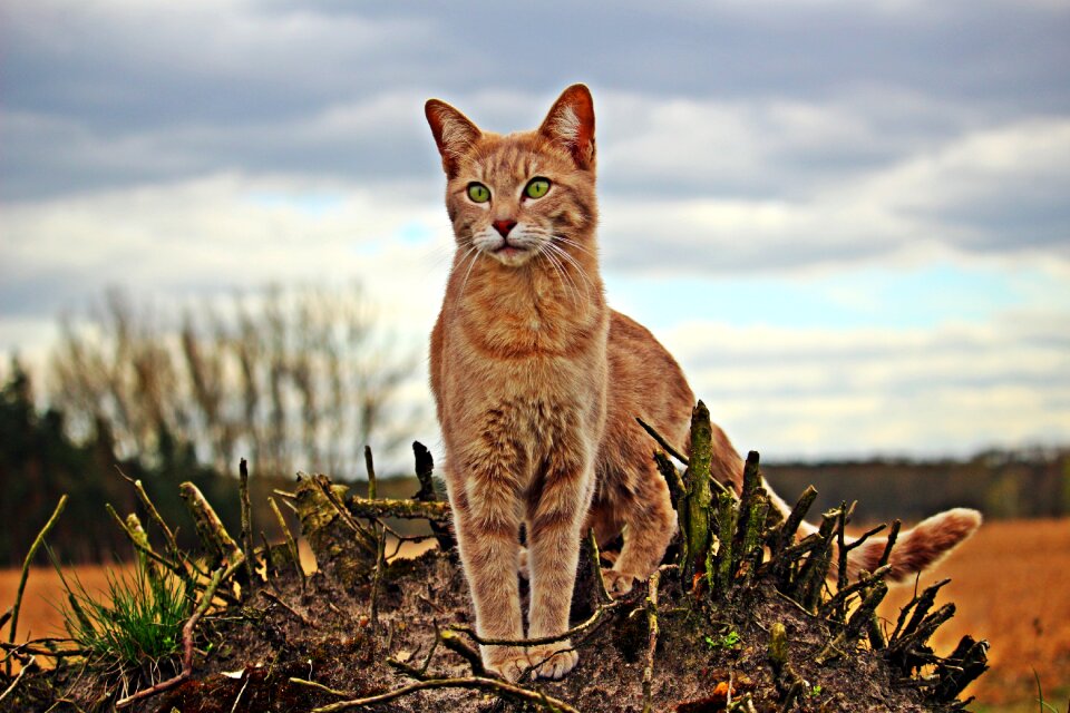 Tiger cat mieze nature