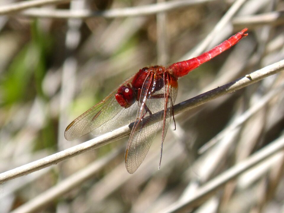 Red dragonfly stem erythraea crocothemis