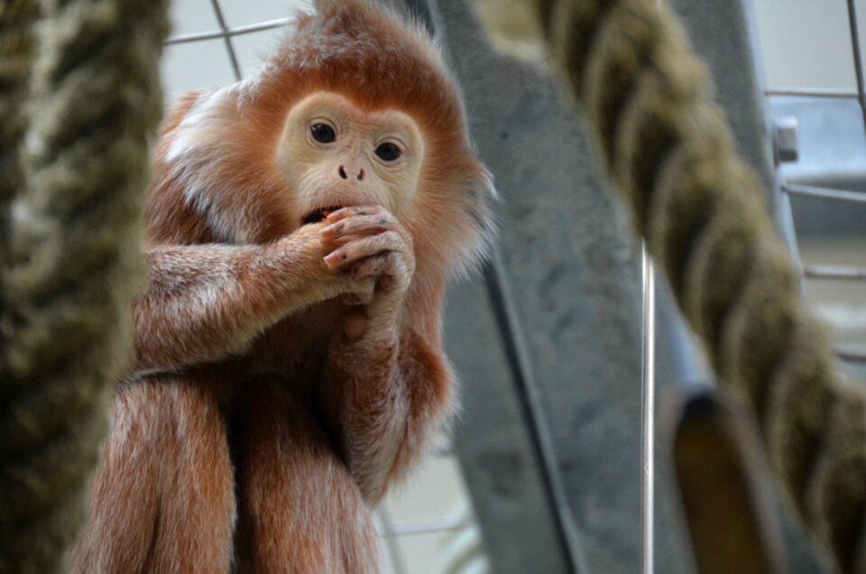 Zoo cute wilhelma