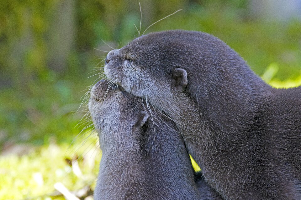 Clawed otter smooch otter