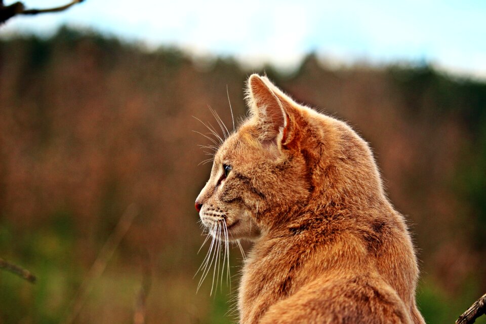 Breed cat mackerel nature