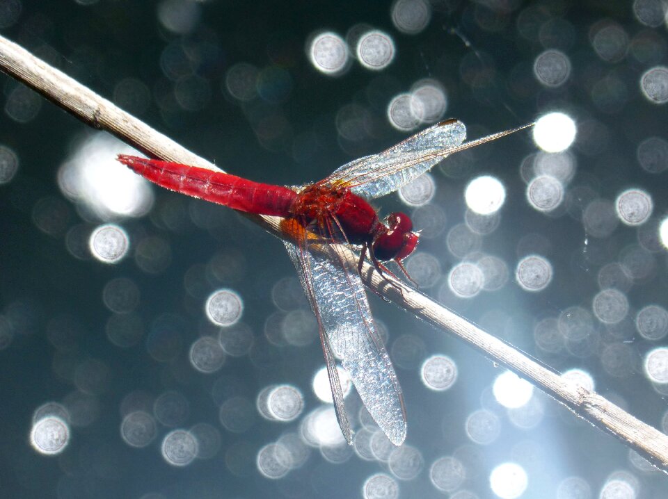 Stem erythraea crocothemis wetland