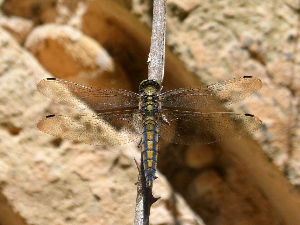 Selysiothemis nigra winged insect branch