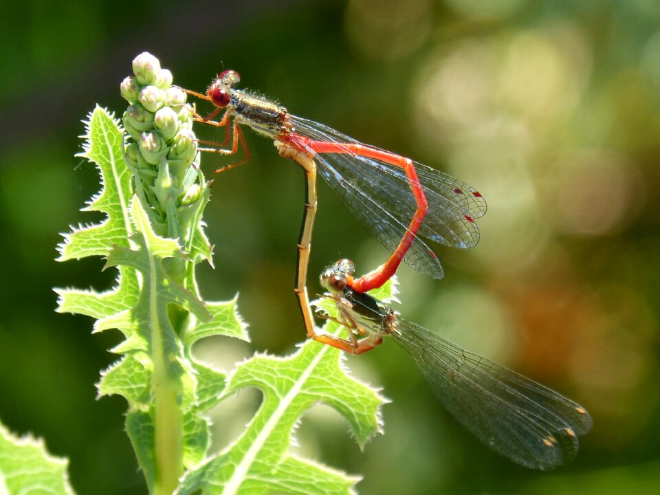 Mating leaf ceriagrion tenellum