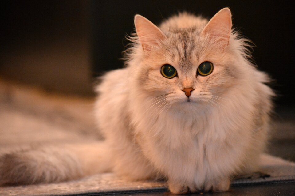 View fluffy cat grey