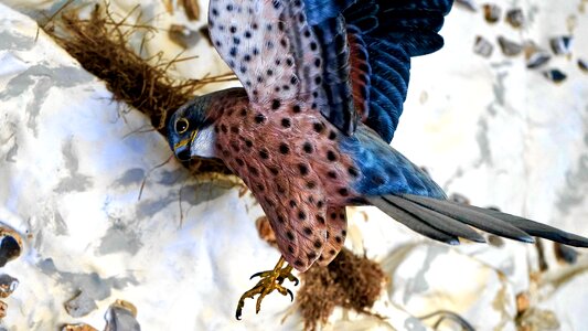 Feather wild wildlife