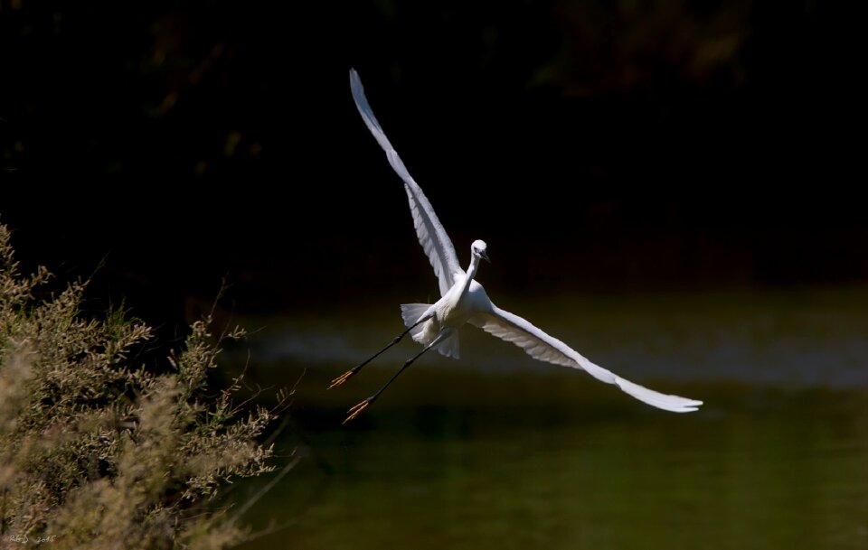 Flying nature water