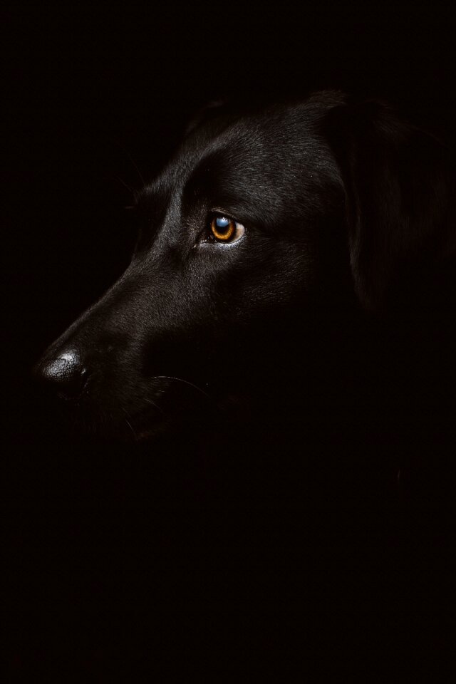 Animal canine close-up