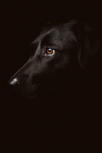 Animal canine close-up