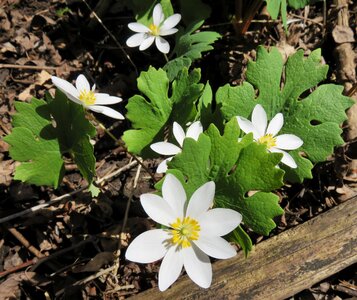 Wildflower forest woodlands