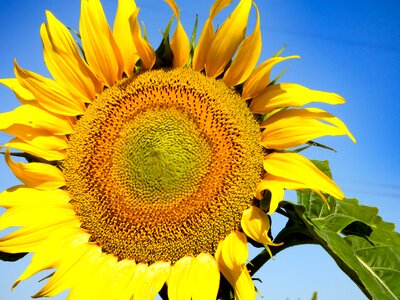 Yellow flower nature yellow