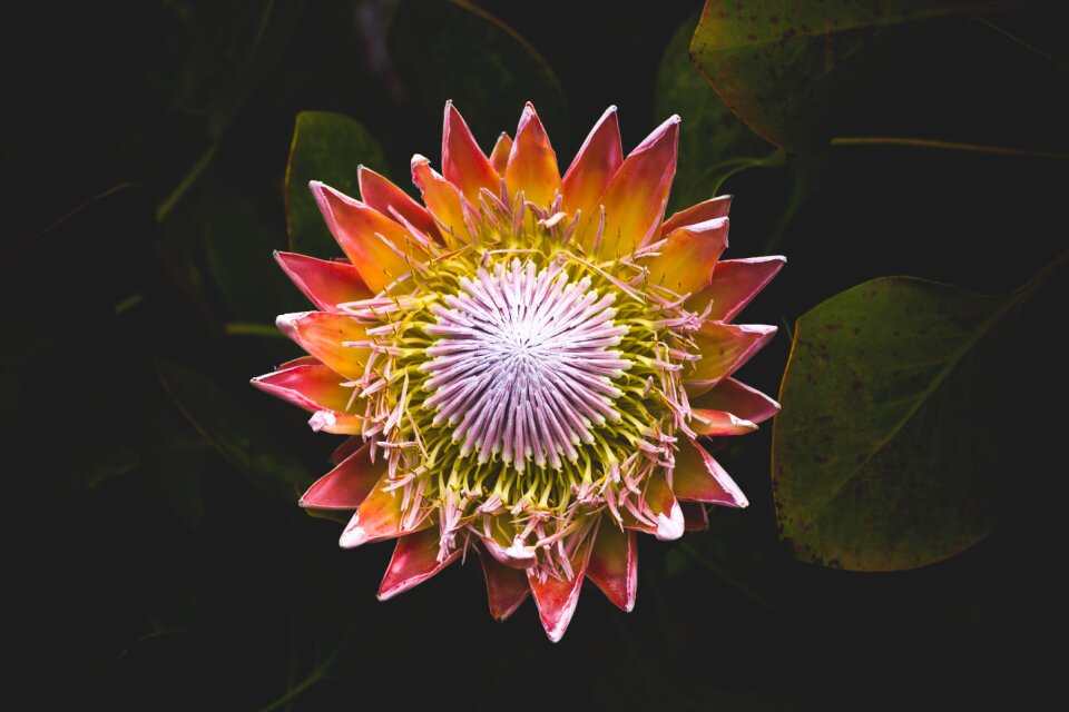 Bloom growth gray plant