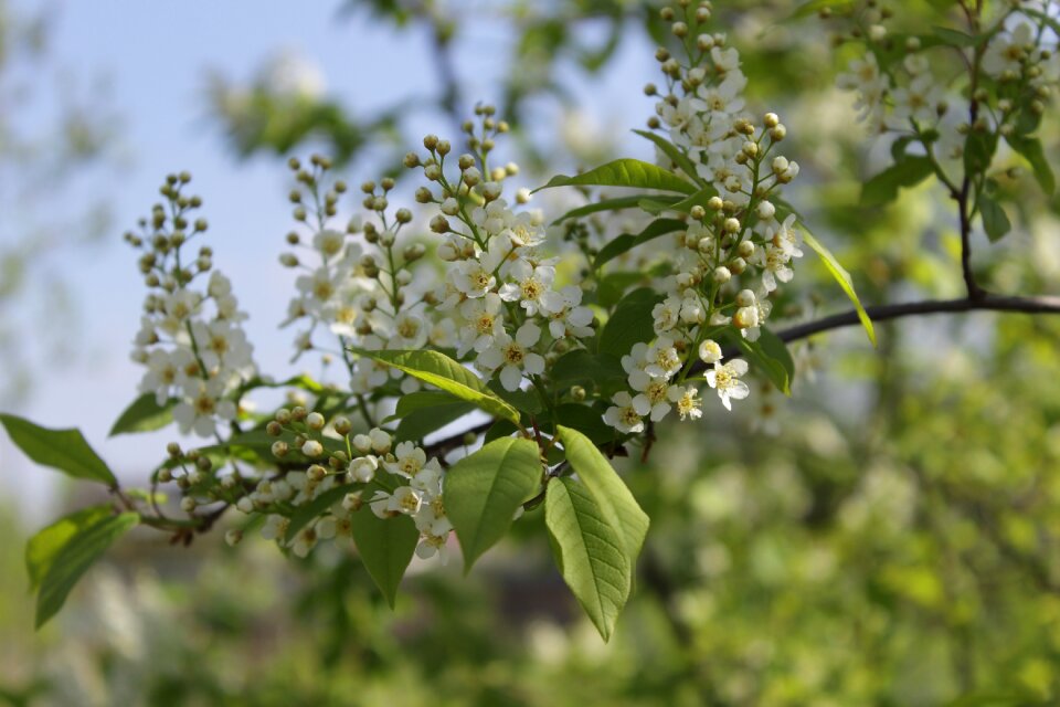 Bloom closeup bird-cherry tree