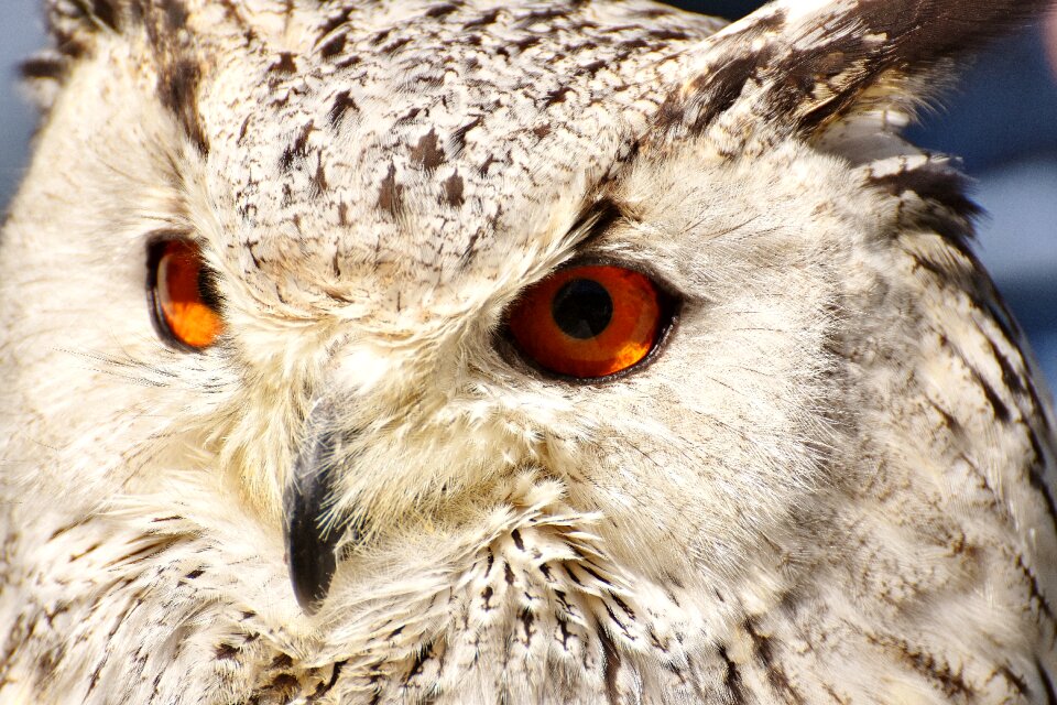Eagle owl animals wild bird