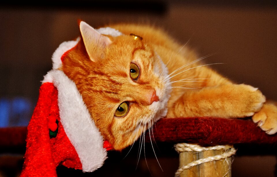 Santa hat funny cute