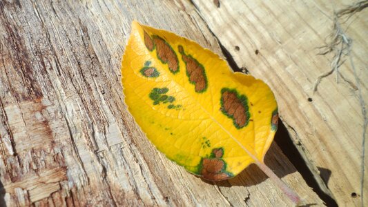 Yellow apple nature photo