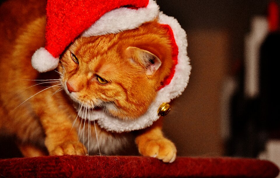 Santa hat funny cute