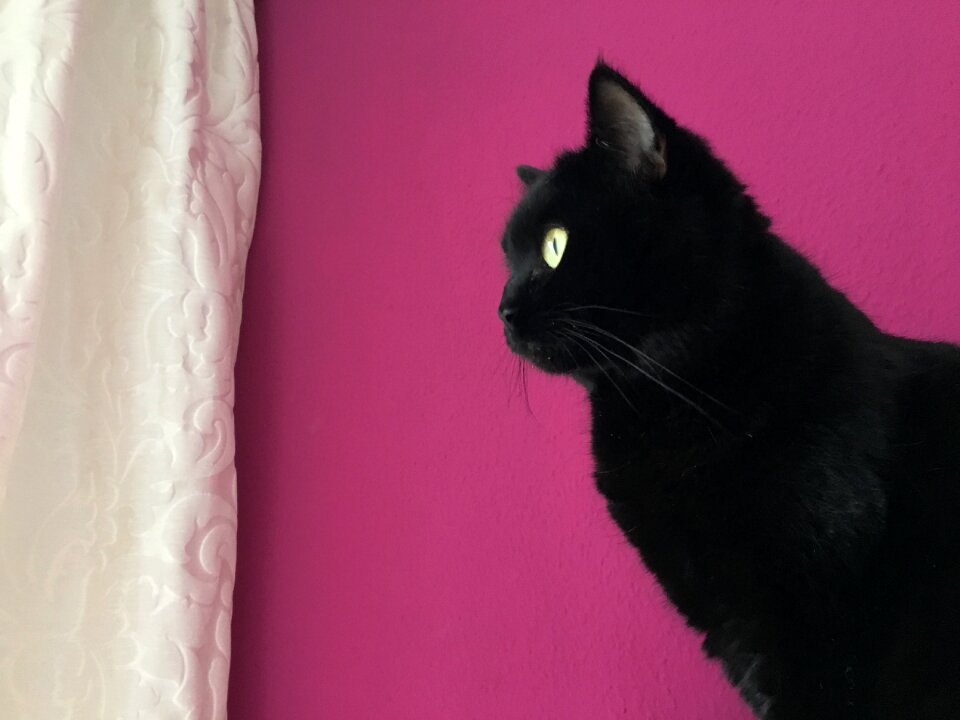 Domestic cat mieze luck