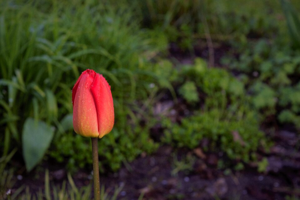 Garden park red