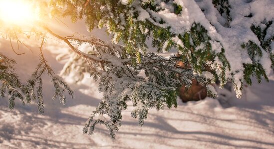 Snow snowy sunlight photo