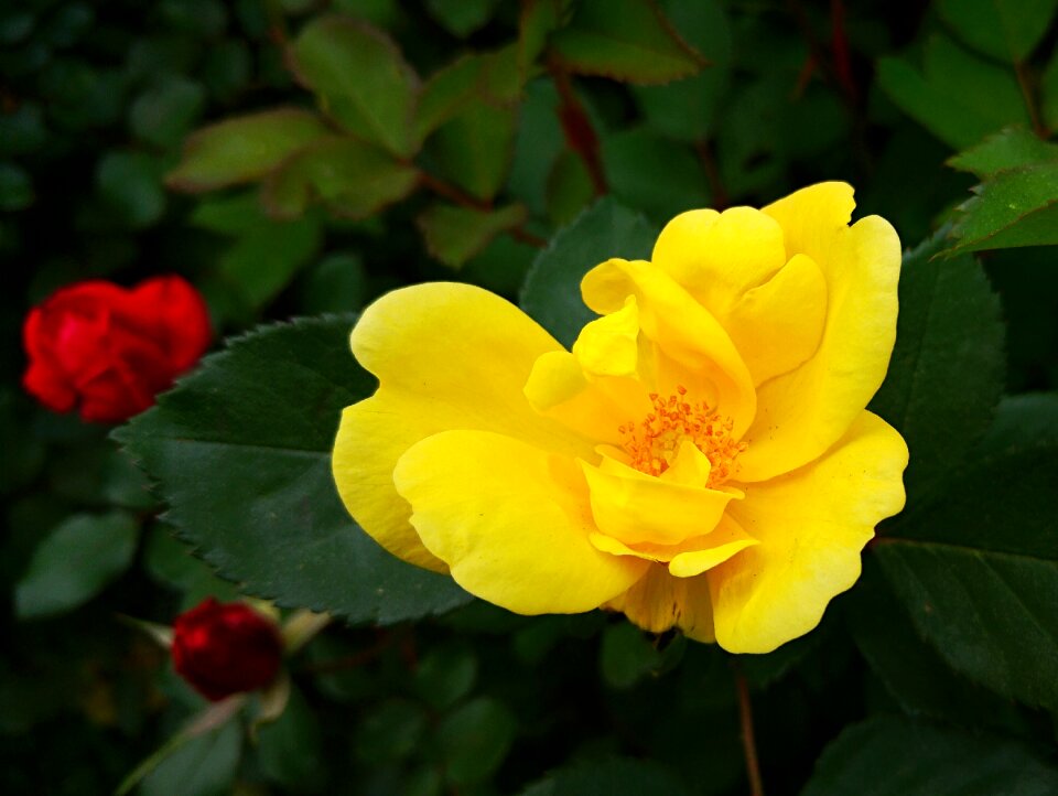 Bright flower love
