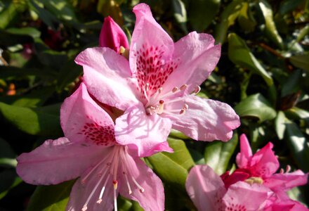 Open pink garden