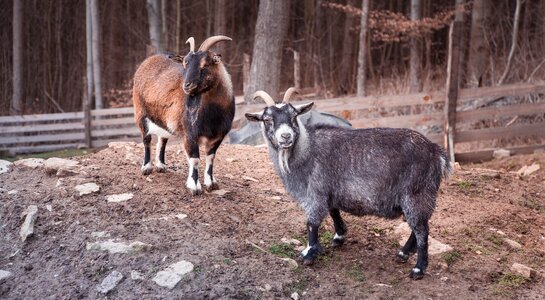 Horns nature village