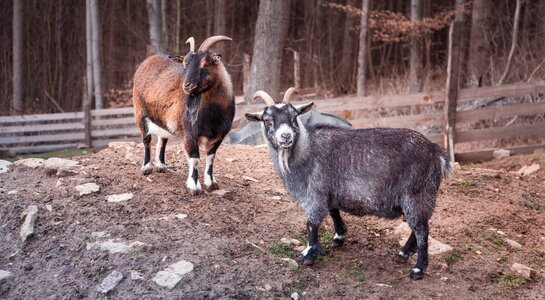 Horns nature village photo