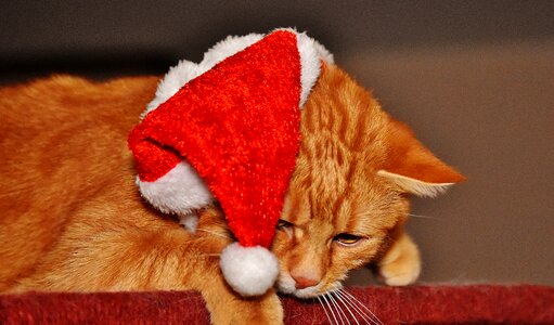 Santa hat funny cute