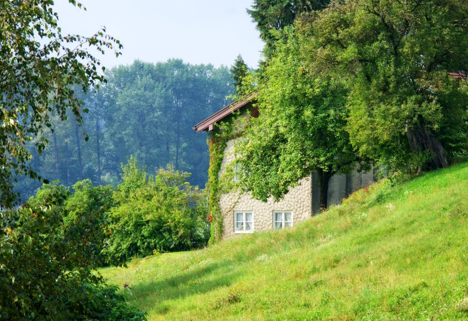 Trees landscape building