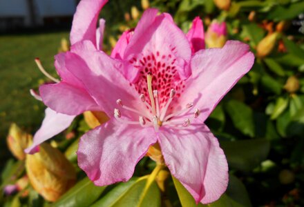 Open pink garden