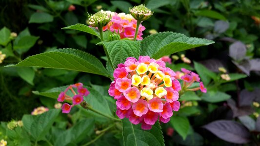 Flower morning bird's flowers