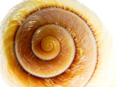 Mollusk sea sea animals photo