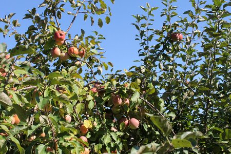 Fruit food farm