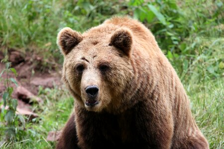 Animals nature teddy photo