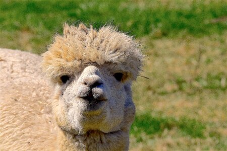 Nature fur cute