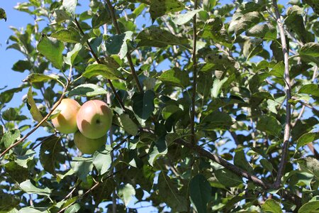 Fruit branch agriculture