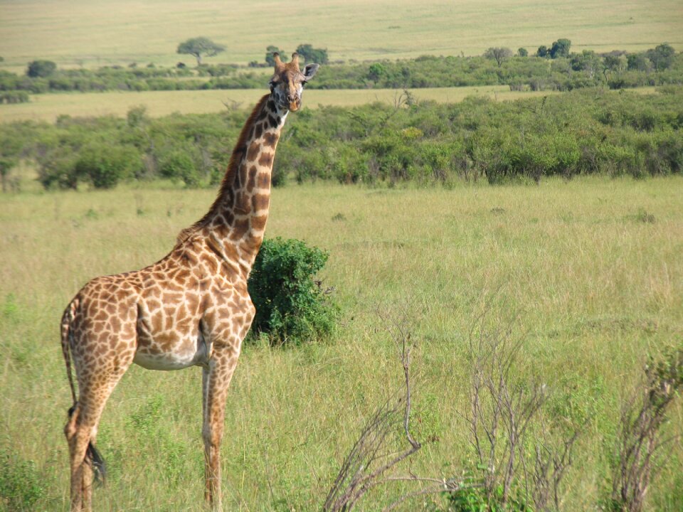 Kenya giraffe maasai-mara