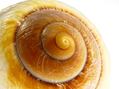 Mollusk sea sea animals photo