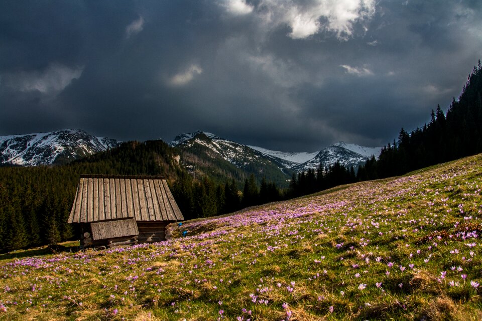 Rustic woods field
