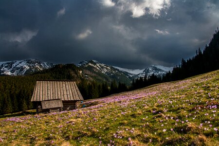 Rustic woods field