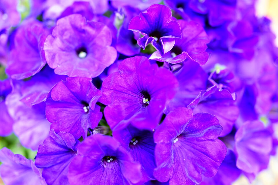 Flowers affix plants