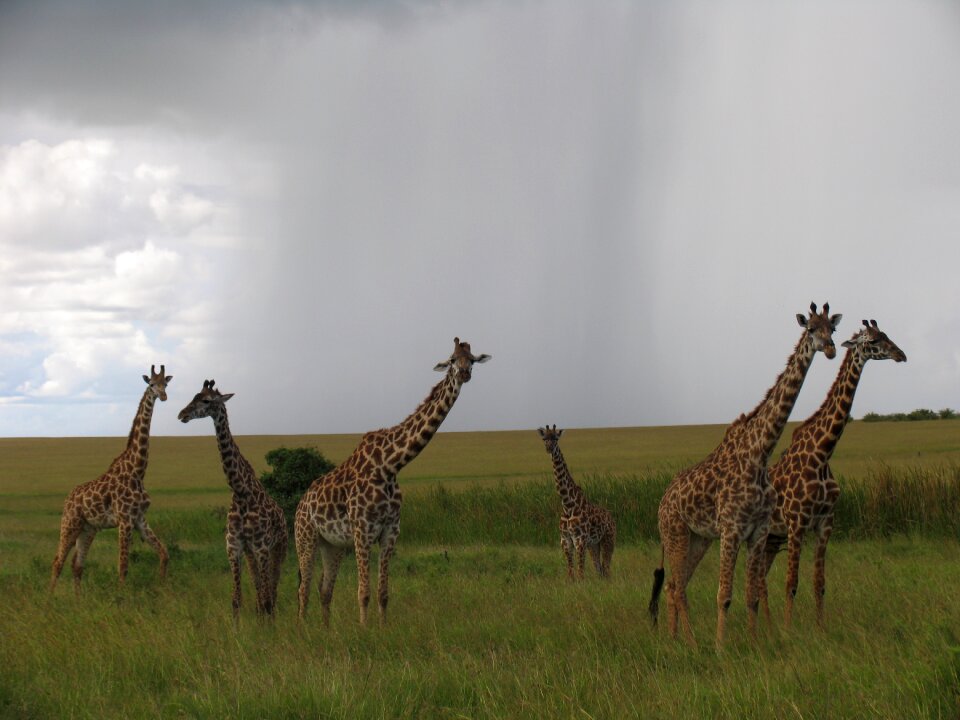 Kenya maasai-mara giraffes