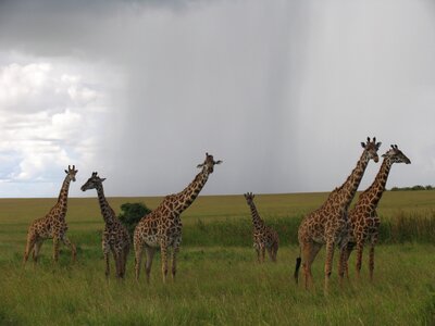 Kenya maasai-mara giraffes